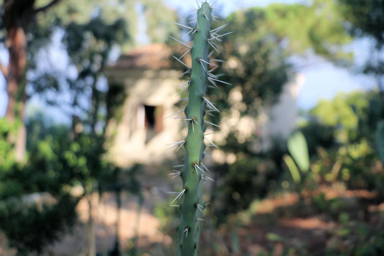 Case Di Berto Capo Vaticano Zewnętrze zdjęcie